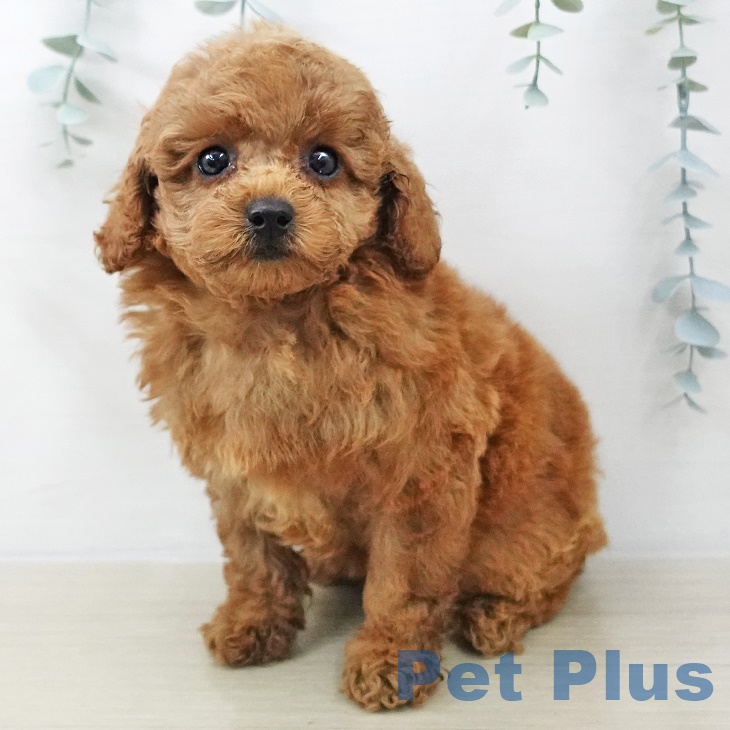 神奈川県のトイプードル(トイ) (ペットプラス 海老名店/2025年8月24日生まれ/女の子/レッド)の子犬の1枚目の画像