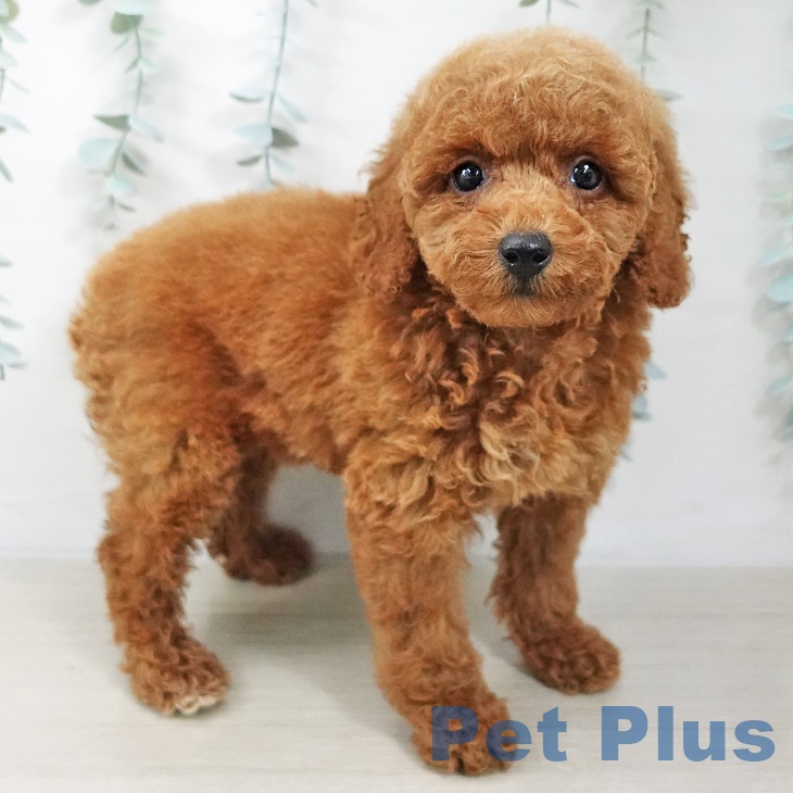 東京都のトイプードル(トイ) (ペットプラス 多摩平の森店/2025年8月24日生まれ/女の子/レッド)の子犬の1枚目の画像