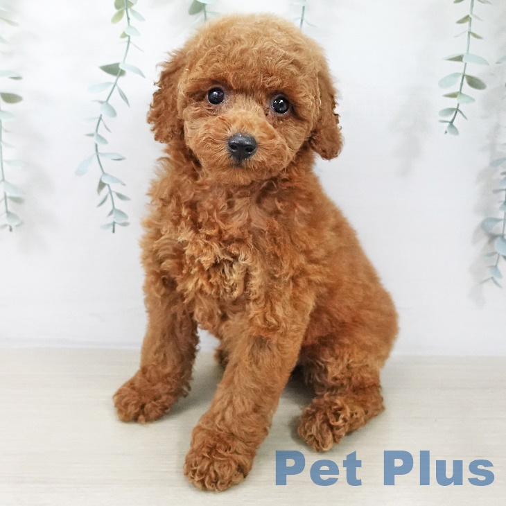 東京都のトイプードル(トイ) (ペットプラス 多摩平の森店/2025年8月24日生まれ/女の子/レッド)の子犬の2枚目の画像