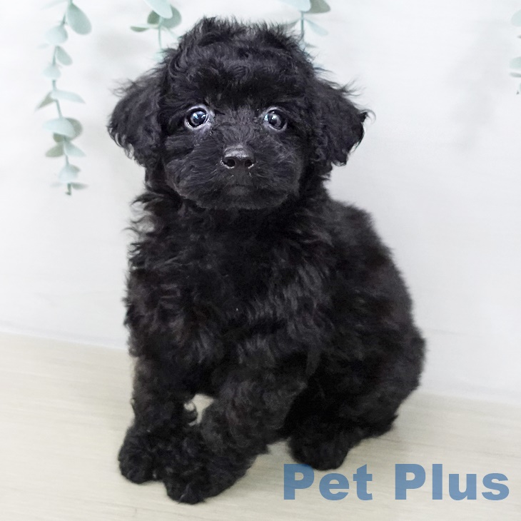 東京都のトイプードル(トイ) (ペッツワン 青梅インター店/2025年8月22日生まれ/男の子/ブラック)の子犬の1枚目の画像