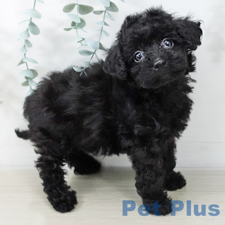 東京都のトイプードル(トイ) (ペッツワン 青梅インター店/2025年8月22日生まれ/男の子/ブラック)の子犬の2枚目の画像