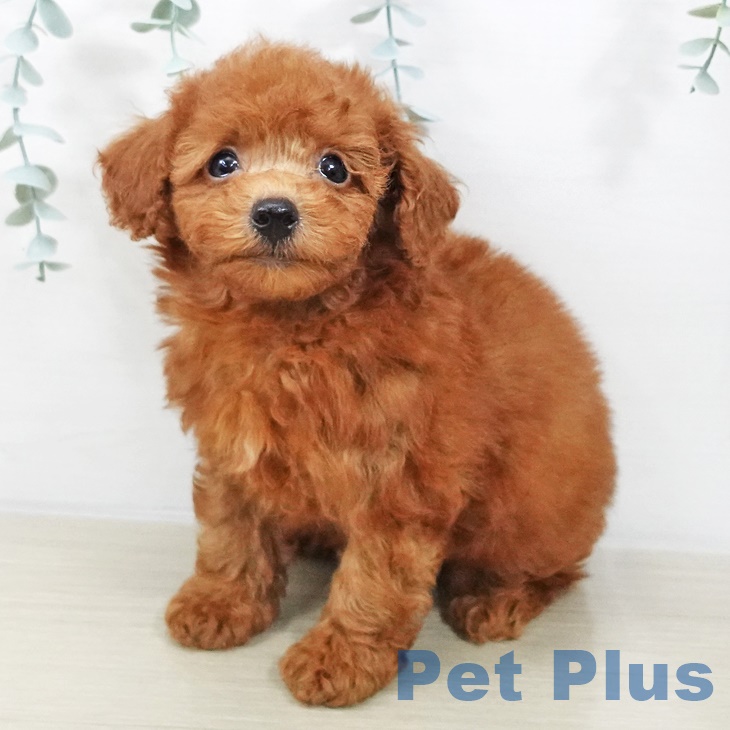 長野県のトイプードル(トイ) (ペットプラス 須坂店/2025年8月22日生まれ/男の子/レッド)の子犬