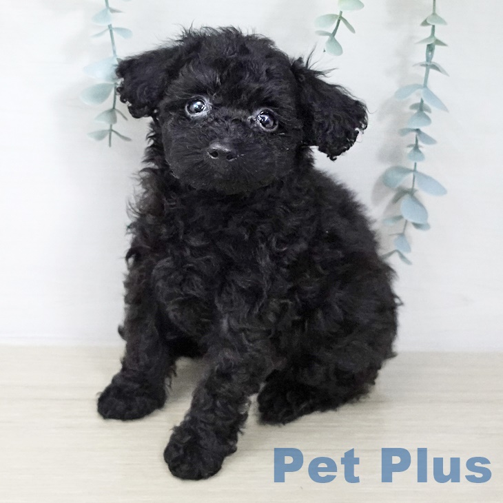 埼玉県のトイプードル(トイ) (ペットプラス ピオニウォーク東松山店/2025年8月22日生まれ/女の子/ブラック)の子犬
