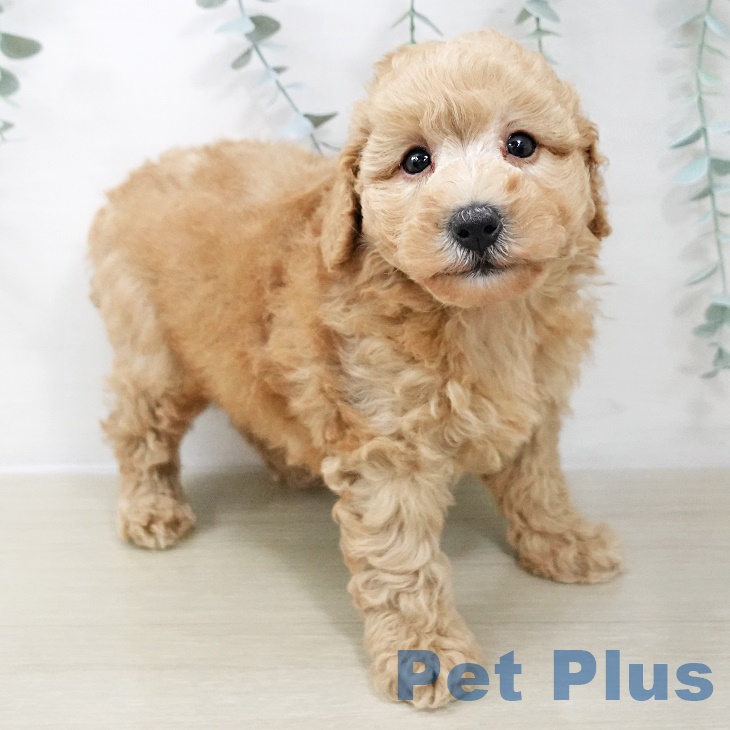 山形県のトイプードル(トイ) (ペットプラス 天童店/2025年8月26日生まれ/男の子/アプリコット)の子犬の1枚目の画像
