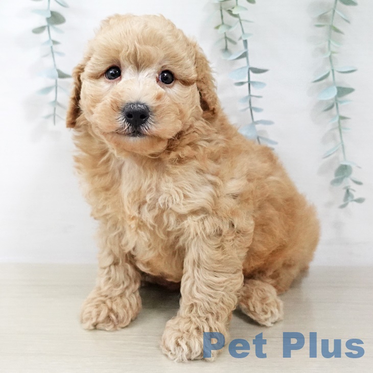 山形県のトイプードル(トイ) (ペットプラス 天童店/2025年8月26日生まれ/男の子/アプリコット)の子犬の2枚目の画像