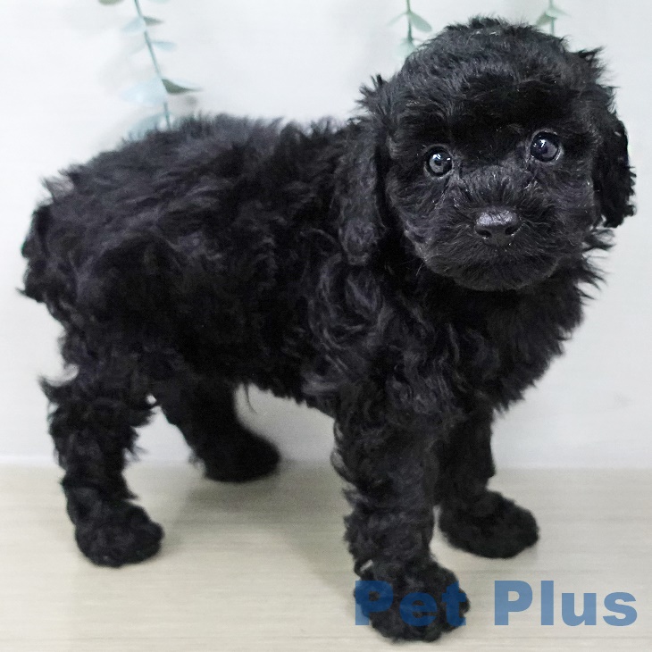 2025年8月26日生まれのトイプードル(トイ)の2枚目の写真