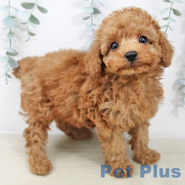 神奈川県のトイプードル(トイ) (ペットプラス 座間店/2025年8月26日生まれ/男の子/レッド)の子犬の1枚目の画像