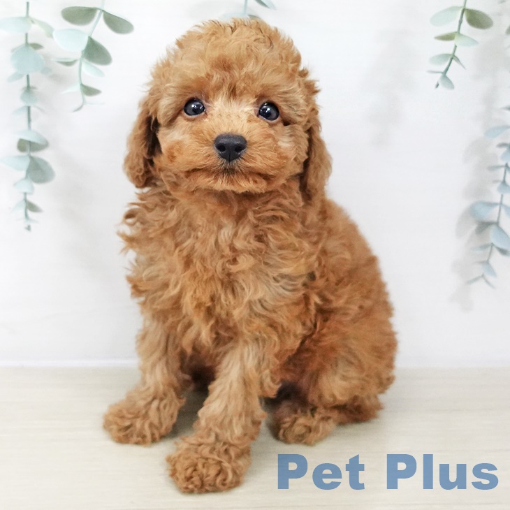 神奈川県のトイプードル(トイ) (ペットプラス 座間店/2025年8月26日生まれ/男の子/レッド)の子犬の2枚目の画像