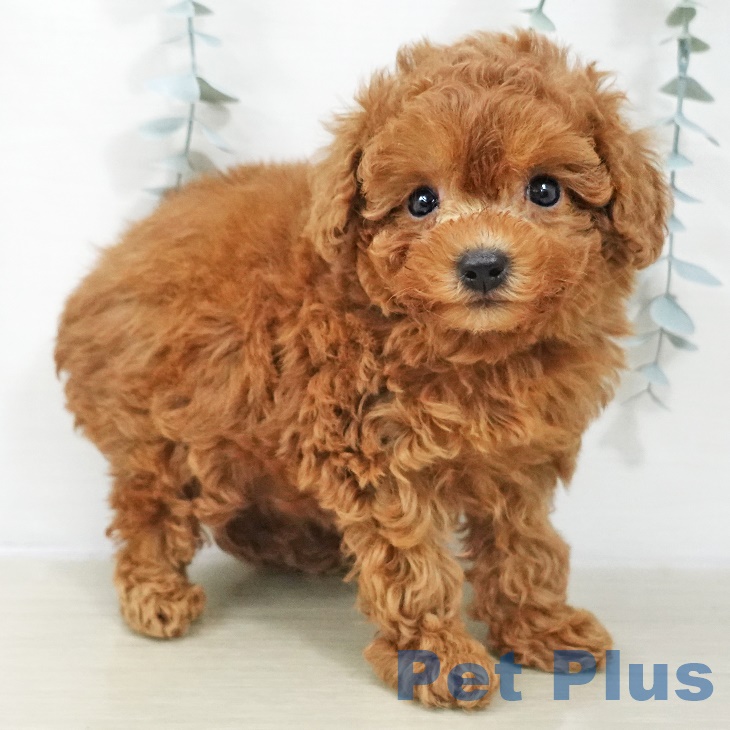 福島県のトイプードル(トイ) (ペットプラス 福島店/2025年8月26日生まれ/女の子/レッド)の子犬の1枚目の画像