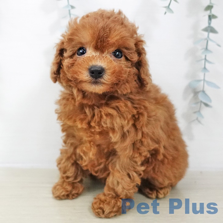 福島県のトイプードル(トイ) (ペットプラス 福島店/2025年8月26日生まれ/女の子/レッド)の子犬の2枚目の画像