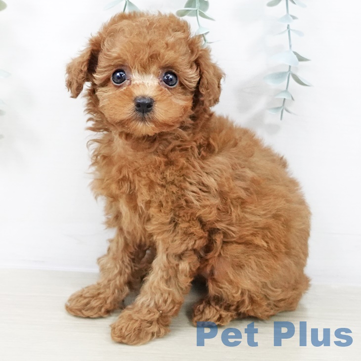埼玉県のトイプードル(トイ) (ペットプラス 羽生店/2025年8月26日生まれ/女の子/レッド)の子犬