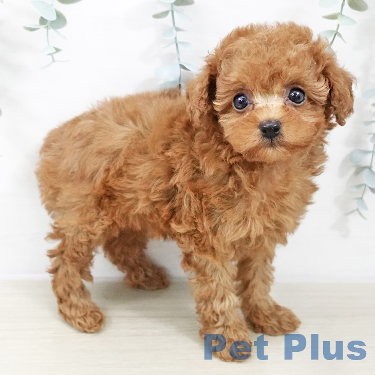 2025年8月26日生まれのトイプードル(トイ)の2枚目の写真