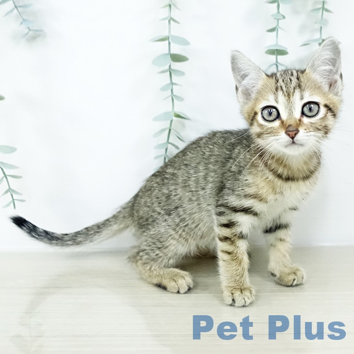 埼玉県のマンチカン (ペッツワン 新座店/2025年8月9日生まれ/女の子/ブラウンタビー)の子猫の1枚目の画像