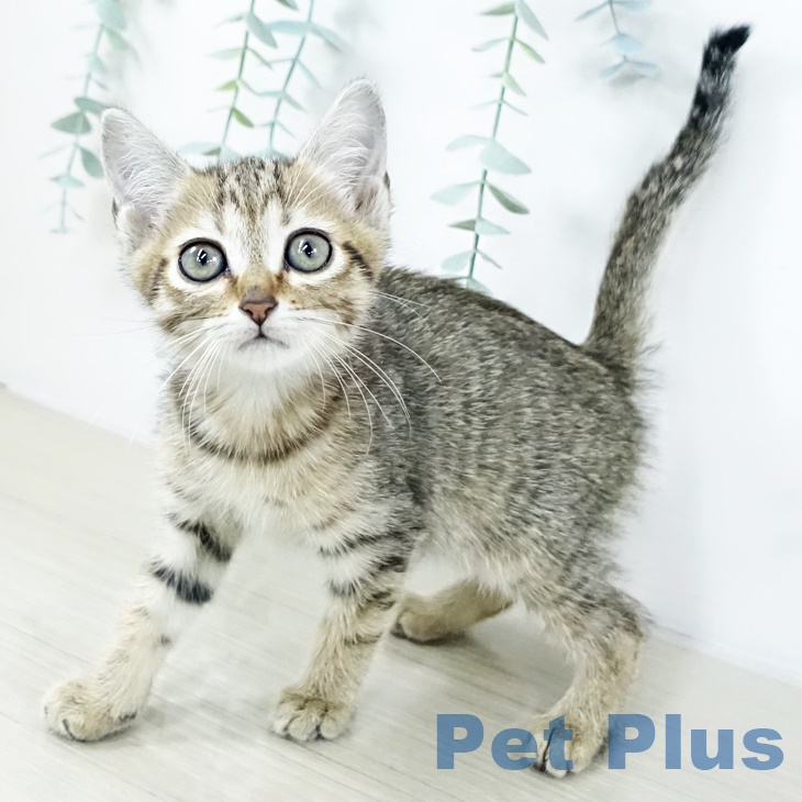 埼玉県のマンチカン (ペッツワン 新座店/2025年8月9日生まれ/女の子/ブラウンタビー)の子猫の2枚目の画像