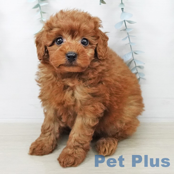 埼玉県のトイプードル(トイ) (ペットプラス 浦和美園店/2025年8月25日生まれ/男の子/アプリコット)の子犬