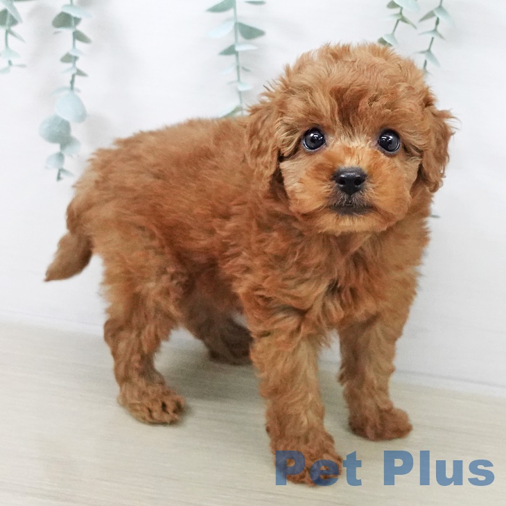 長野県のトイプードル(トイ) (ペットプラス 須坂店/2025年8月25日生まれ/男の子/アプリコット)の子犬