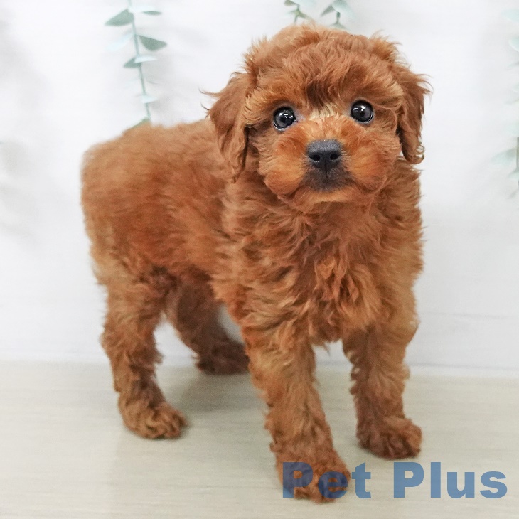 千葉県のトイプードル(トイ) (ペットプラス 木更津店/2025年8月25日生まれ/女の子/アプリコット)の子犬の1枚目の画像