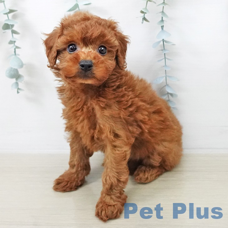 千葉県のトイプードル(トイ) (ペットプラス 木更津店/2025年8月25日生まれ/女の子/アプリコット)の子犬の2枚目の画像