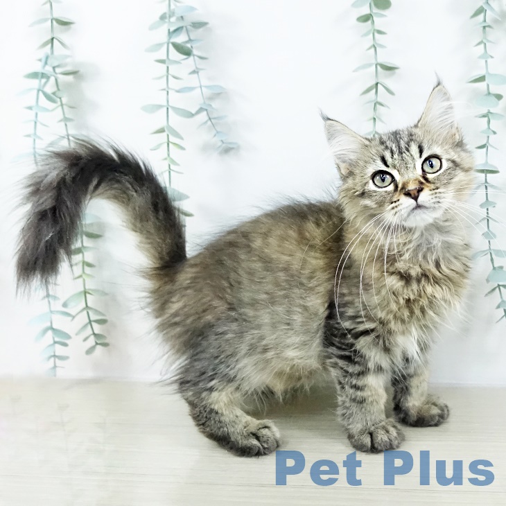 神奈川県のラガマフィン (ペットプラス 相模原並木店/2025年8月22日生まれ/男の子/ブラウンタビー)の子猫の1枚目の画像