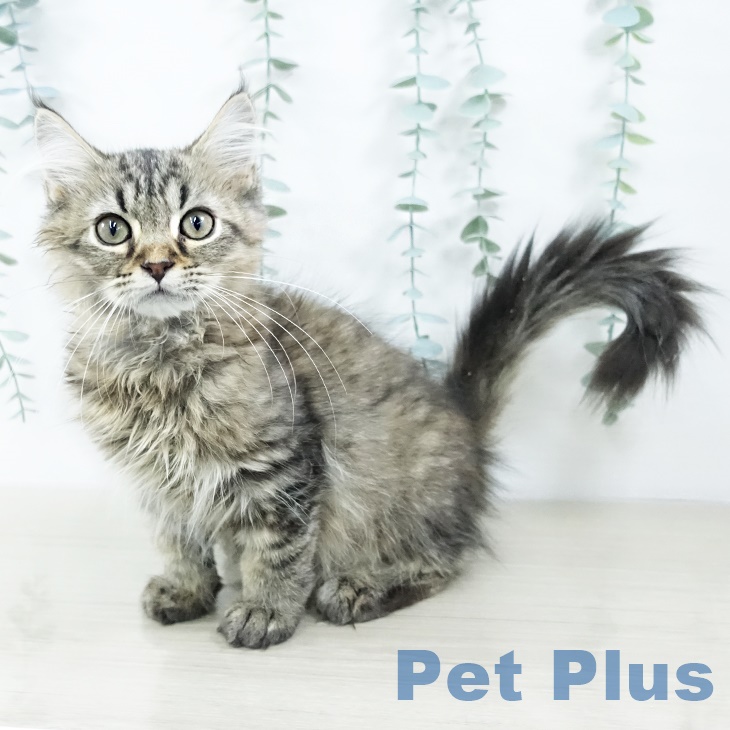 神奈川県のラガマフィン (ペットプラス 相模原並木店/2025年8月22日生まれ/男の子/ブラウンタビー)の子猫の2枚目の画像