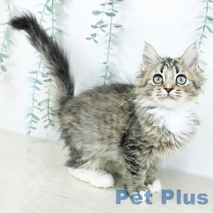 千葉県のラガマフィン (ペットプラス 柏店/2025年8月22日生まれ/女の子/ブラウンタビーホワイト)の子猫の2枚目の画像