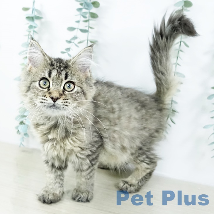 群馬県のラガマフィン (ペットプラス 前橋店/2025年8月22日生まれ/女の子/ブラウンタビー)の子猫の1枚目の画像