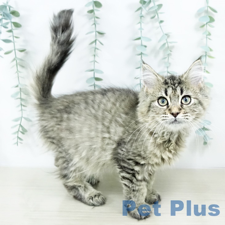 群馬県のラガマフィン (ペットプラス 前橋店/2025年8月22日生まれ/女の子/ブラウンタビー)の子猫の2枚目の画像