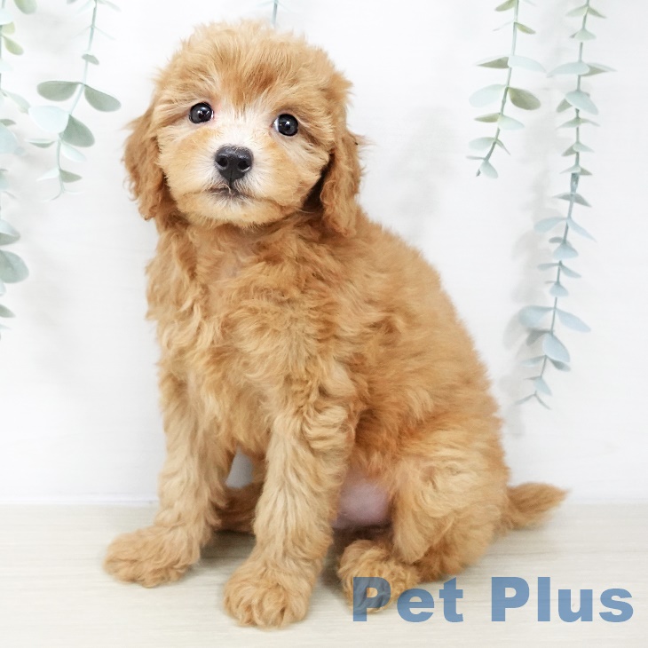 東京都のトイプードル(トイ) (ペットプラス 多摩平の森店/2025年8月23日生まれ/男の子/レッド)の子犬の1枚目の画像