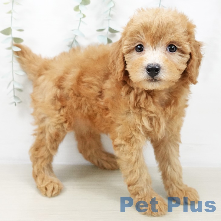 東京都のトイプードル(トイ) (ペットプラス 多摩平の森店/2025年8月23日生まれ/男の子/レッド)の子犬の2枚目の画像