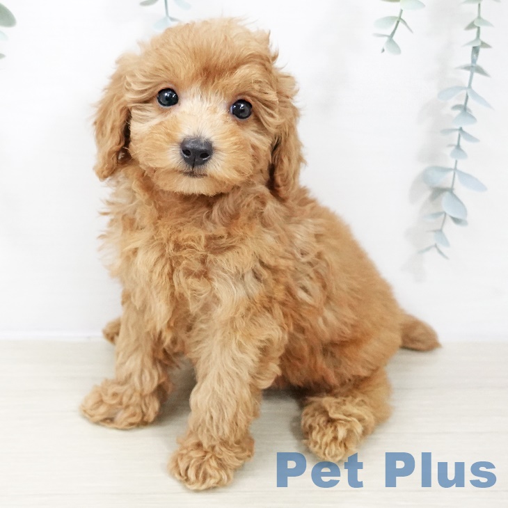 山形県のトイプードル(トイ) (ペットプラス 天童店/2025年8月23日生まれ/男の子/レッド)の子犬の1枚目の画像