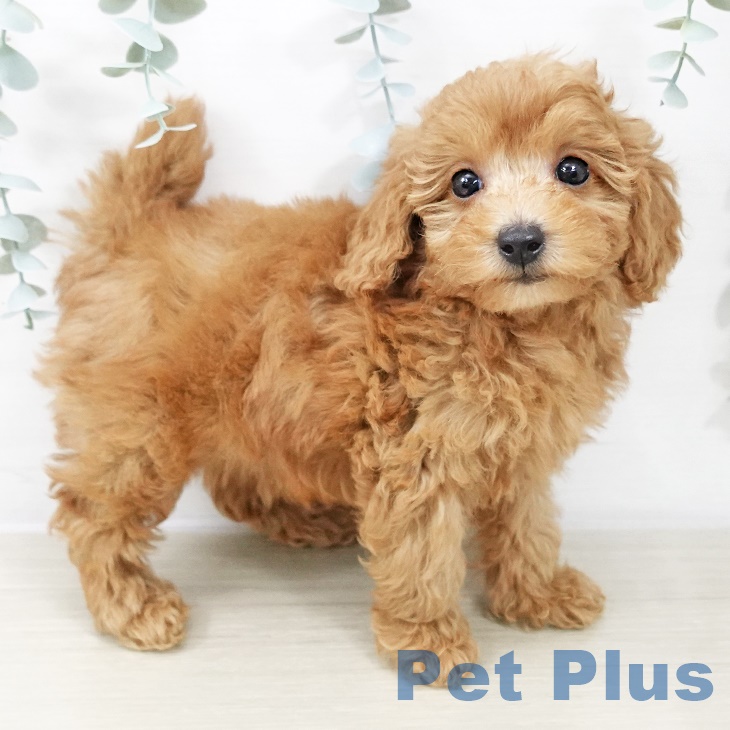 山形県のトイプードル(トイ) (ペットプラス 天童店/2025年8月23日生まれ/男の子/レッド)の子犬の2枚目の画像