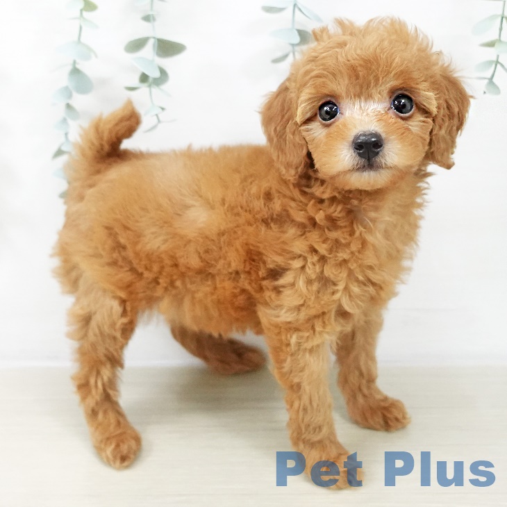 神奈川県のトイプードル(トイ) (ペットプラス 座間店/2025年8月23日生まれ/女の子/レッド)の子犬の1枚目の画像