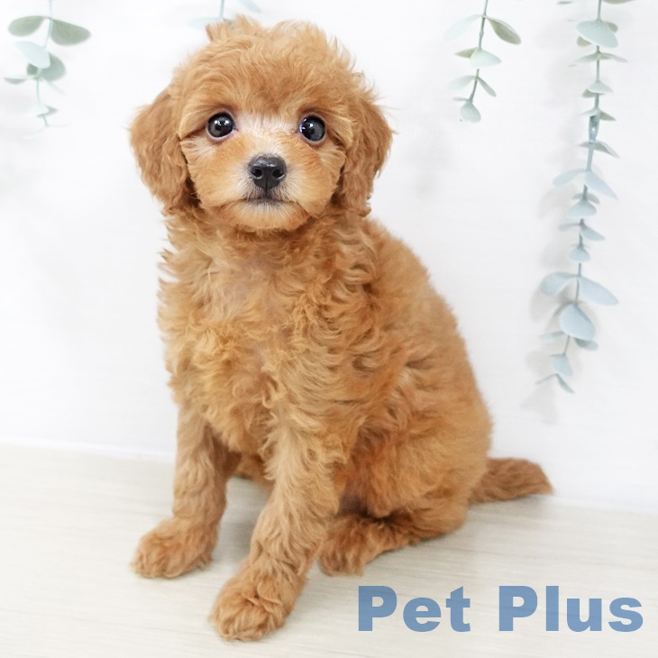 神奈川県のトイプードル(トイ) (ペットプラス 座間店/2025年8月23日生まれ/女の子/レッド)の子犬の2枚目の画像