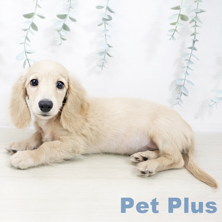 青森県のミニチュアダックスフンド(ロング) (ペットプラス 青森浜田店/2025年8月14日生まれ/男の子/イエロー)の子犬の1枚目の画像