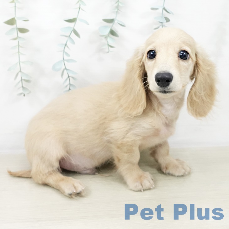 青森県のミニチュアダックスフンド(ロング) (ペットプラス 青森浜田店/2025年8月14日生まれ/男の子/イエロー)の子犬の2枚目の画像