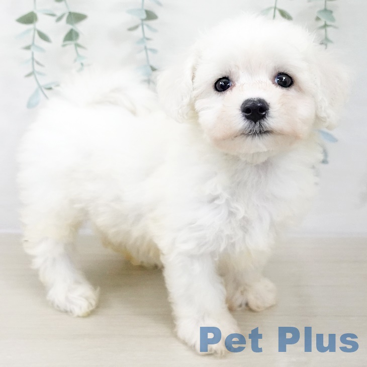 ビション・フリーゼ