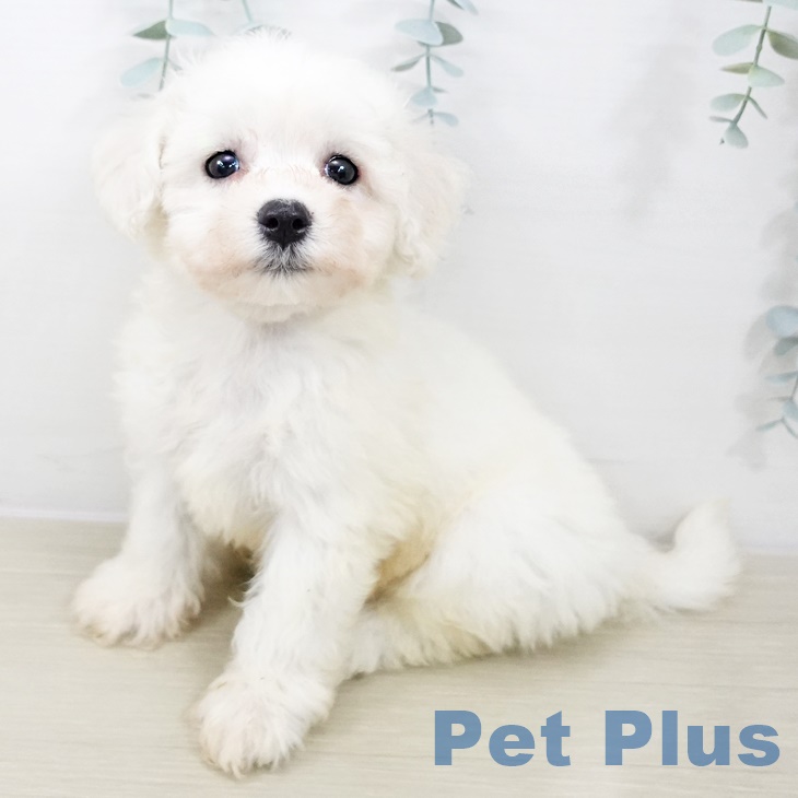 ビション・フリーゼの写真2