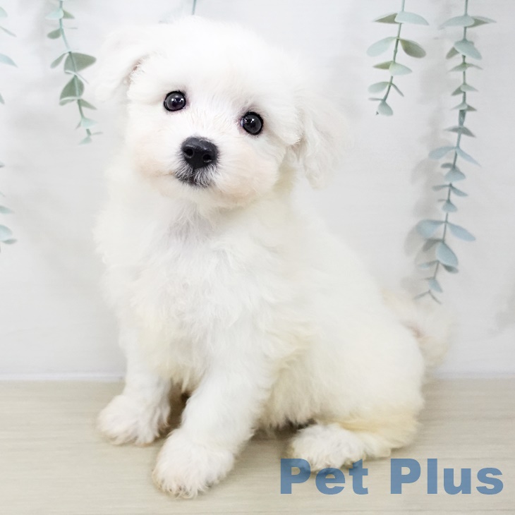 ビション・フリーゼ