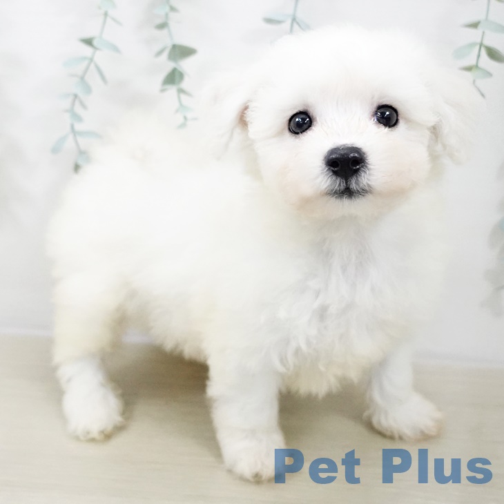 ビション・フリーゼの写真2