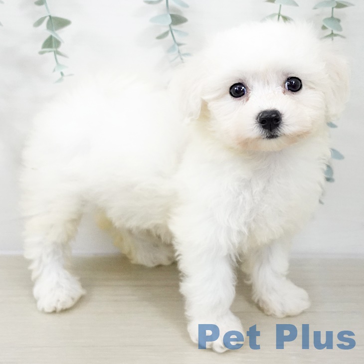 2025年8月25日生まれのビションフリーゼの2枚目の写真