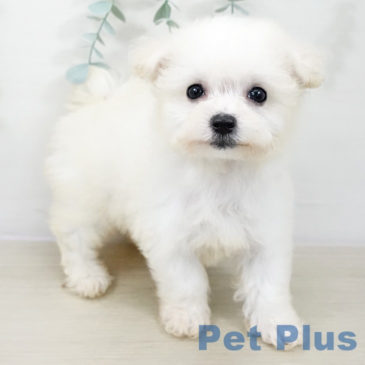 長野県のビションフリーゼ (ペットプラス 松本店/2025年8月25日生まれ/女の子/ホワイト)の子犬の2枚目の画像