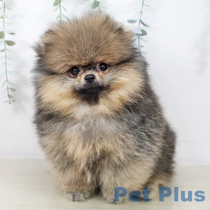 ポメラニアンの写真2