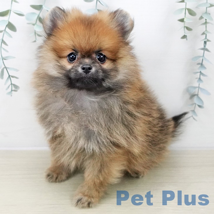 ポメラニアンの写真2