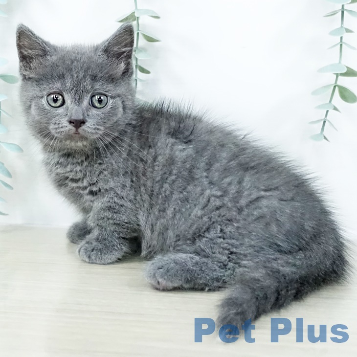 山梨県のマンチカン (ペットプラス 甲府昭和店/2025年8月25日生まれ/女の子/ブルータビー)の子猫の1枚目の画像