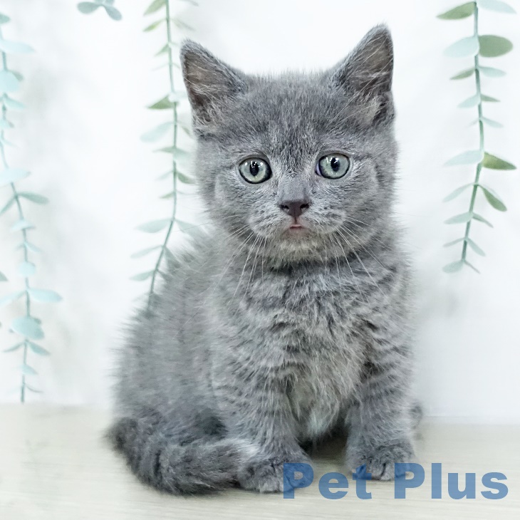 山梨県のマンチカン (ペットプラス 甲府昭和店/2025年8月25日生まれ/女の子/ブルータビー)の子猫の2枚目の画像