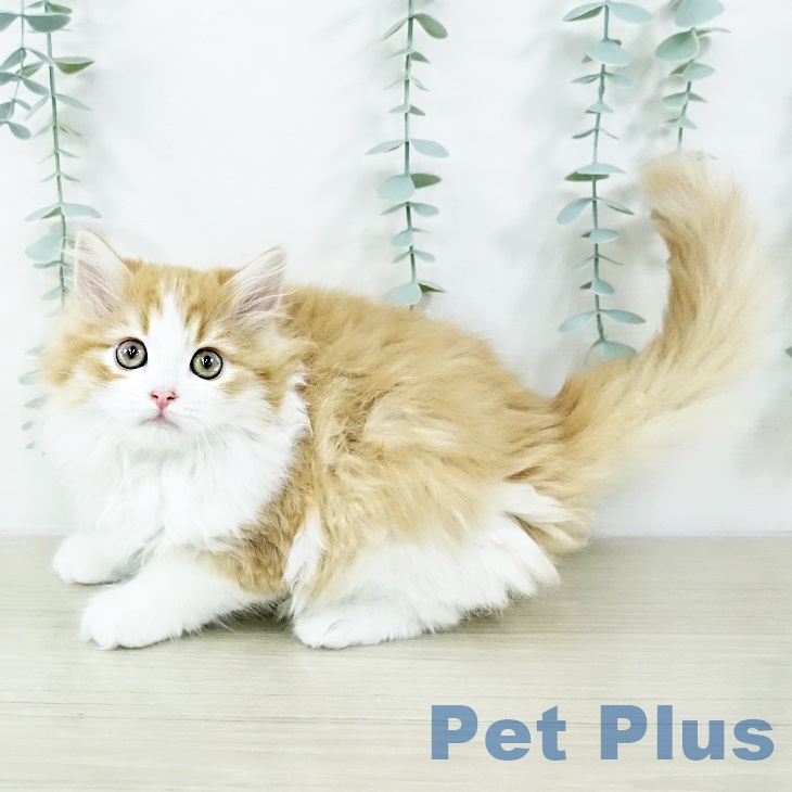 2025年8月21日生まれのサイベリアンの2枚目の写真