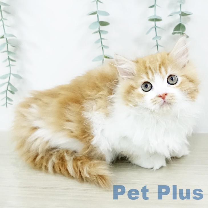 福島県のサイベリアン (ペットプラス 福島店/2025年8月21日生まれ/女の子/レッドタビーホワイト)の子猫の1枚目の画像