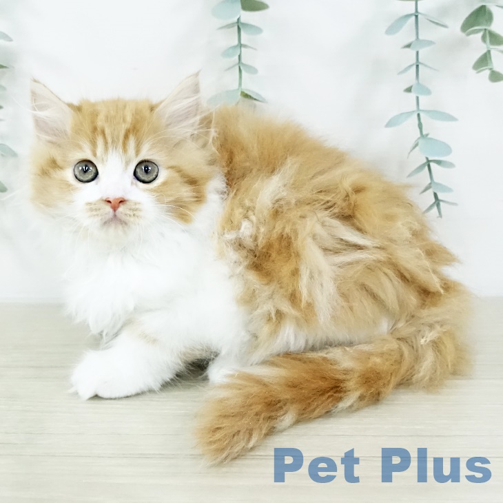 福島県のサイベリアン (ペットプラス 福島店/2025年8月21日生まれ/女の子/レッドタビーホワイト)の子猫の2枚目の画像