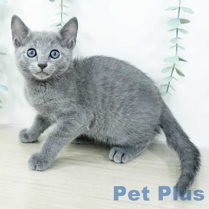 群馬県のロシアンブルー (ペットプラス イオンモール太田店/2025年8月21日生まれ/男の子/ブルー)の子猫