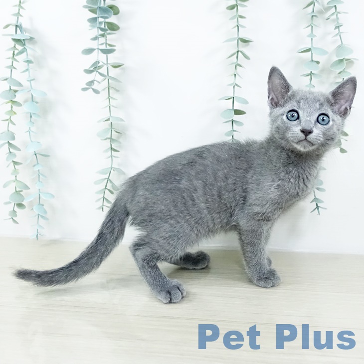 2025年8月21日生まれのロシアンブルーの2枚目の写真